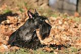 SCOTTISH TERRIER 118